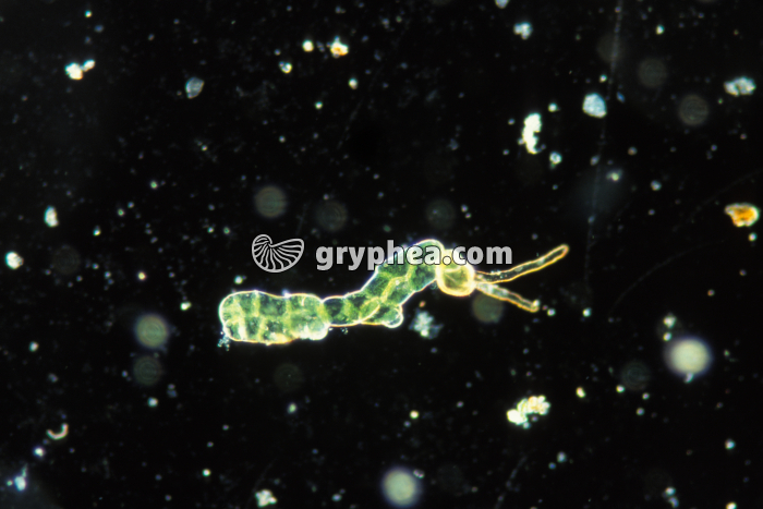 Fougère - Spore en cours de germination FN x40 - gryphea.com